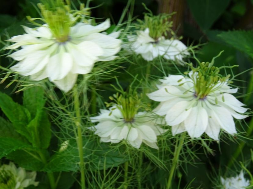 2014-09-17 04.10.27 - Nigella Sativa