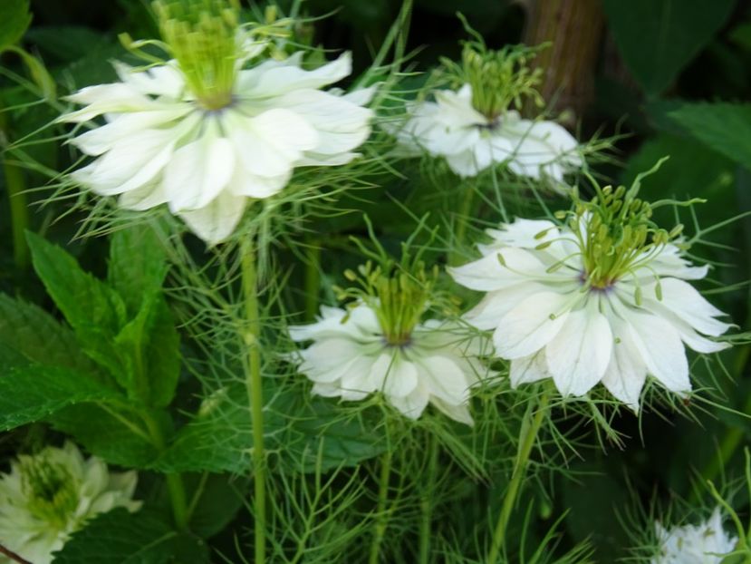 2014-09-17 04.10.37 - Nigella Sativa