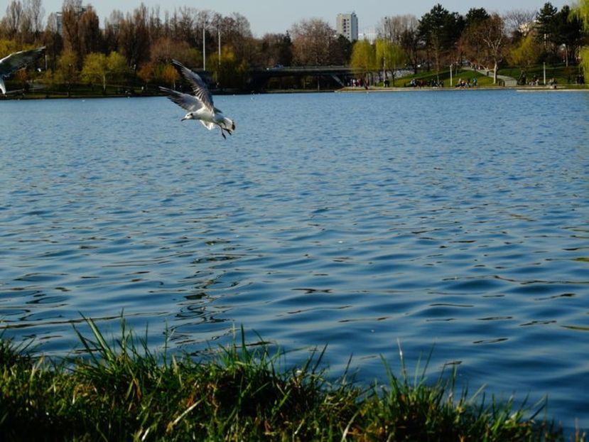  - D - Pescăruși