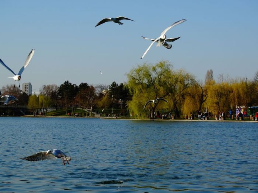  - D - Pescăruși