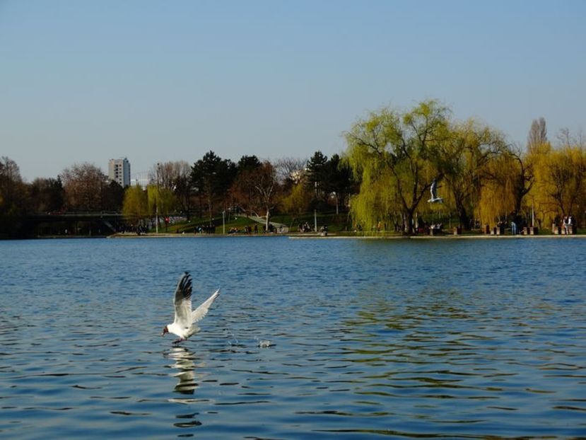  - D - Pescăruși