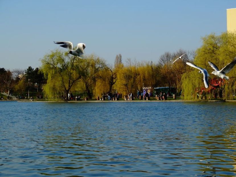 - D - Pescăruși