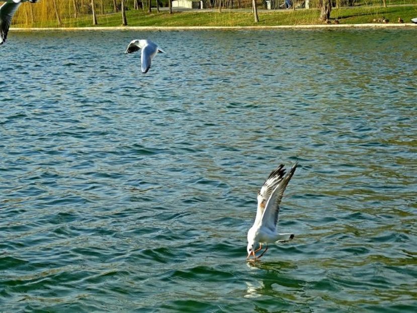  - D - Pescăruși