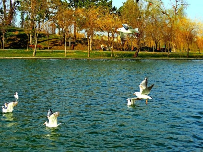  - D - Pescăruși