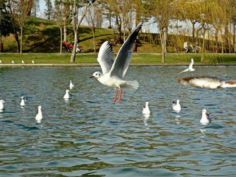  - D - Pescăruși