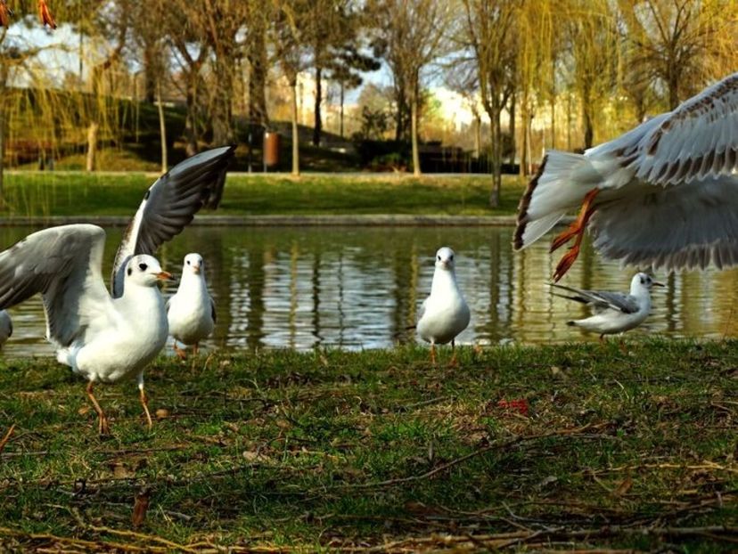  - D - Pescăruși