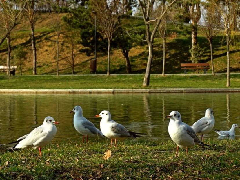  - D - Pescăruși