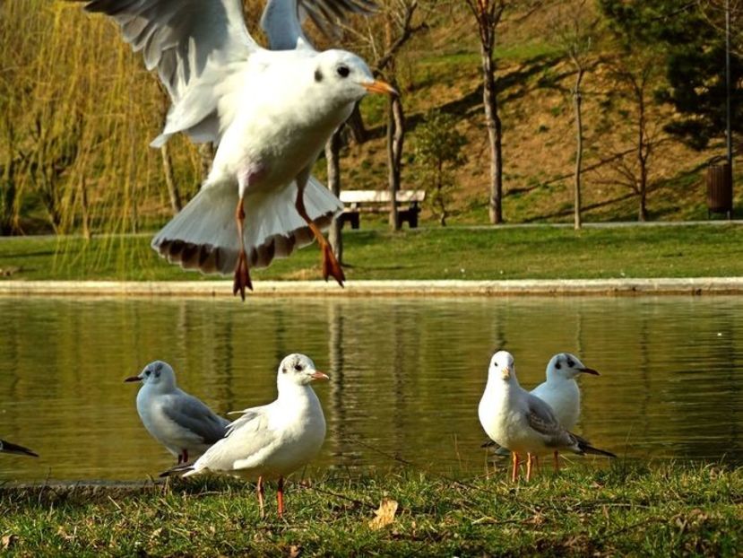  - D - Pescăruși