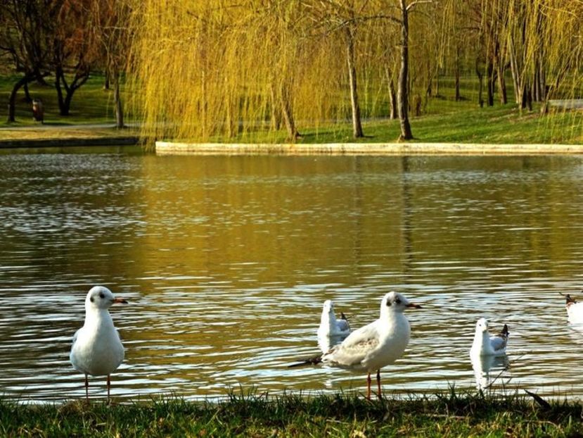  - D - Pescăruși