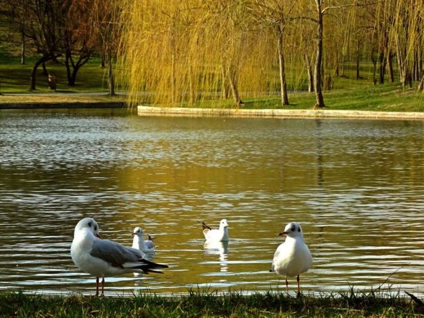 - D - Pescăruși