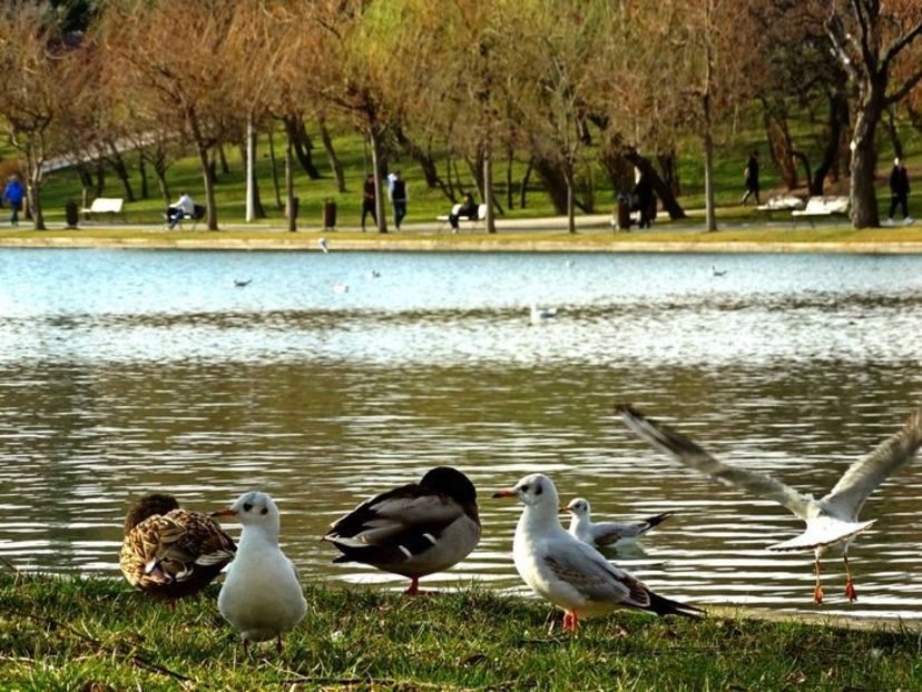  - D - Pescăruși
