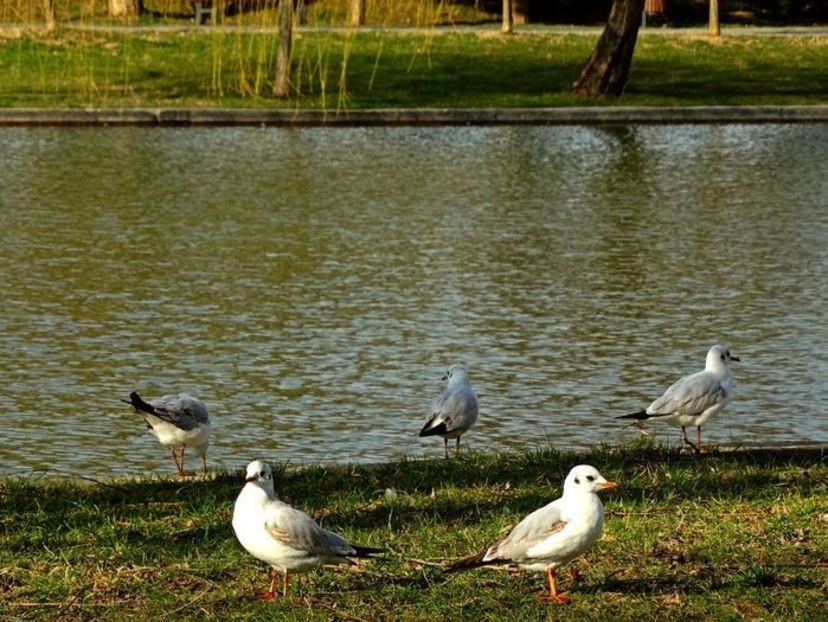  - D - Pescăruși