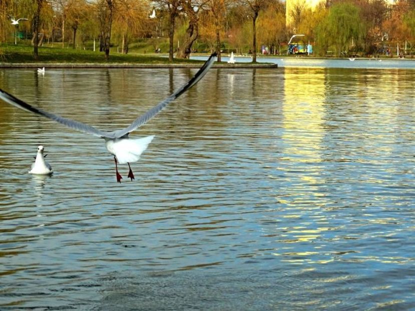  - D - Pescăruși