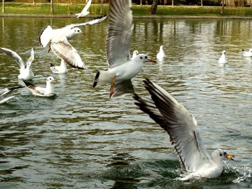  - D - Pescăruși