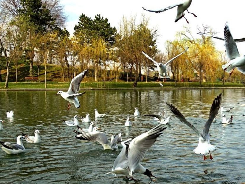  - D - Pescăruși