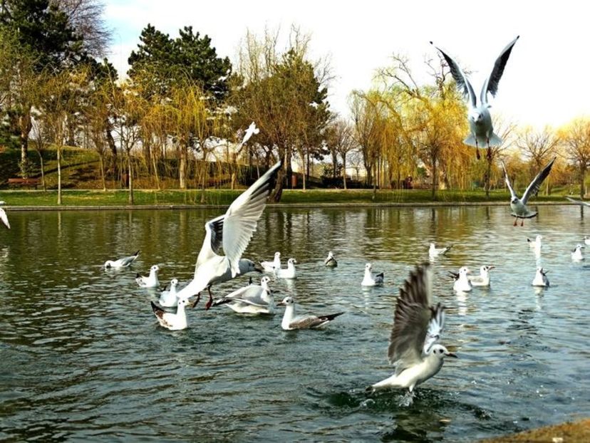  - D - Pescăruși