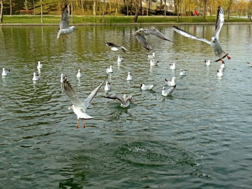  - D - Pescăruși