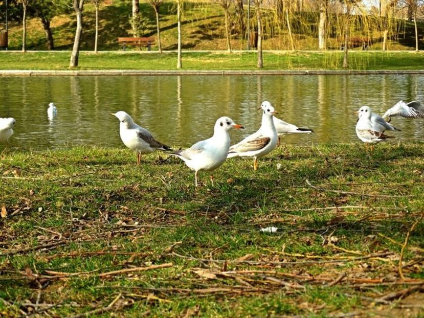  - D - Pescăruși