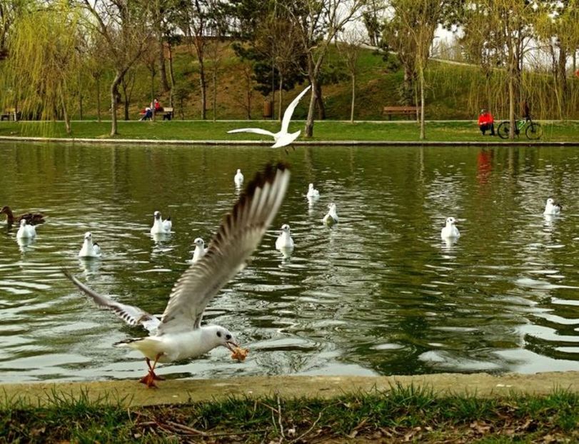  - D - Pescăruși