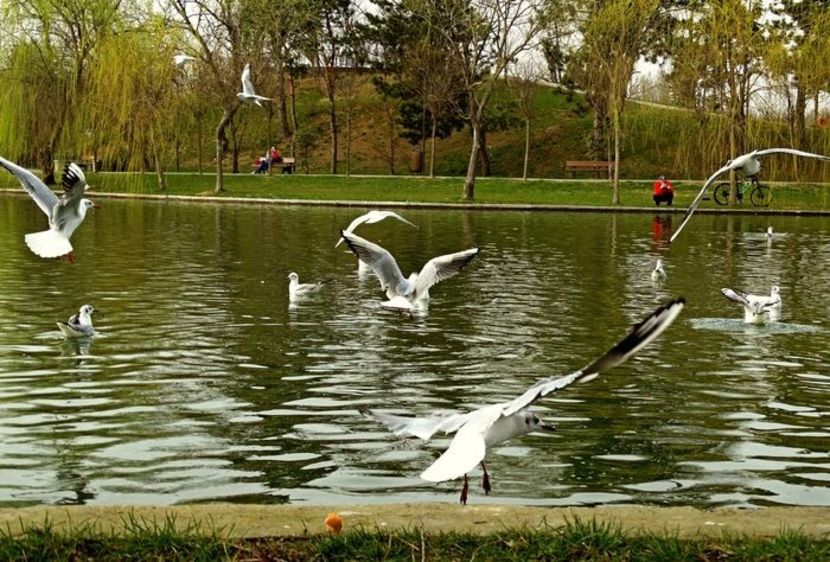  - D - Pescăruși