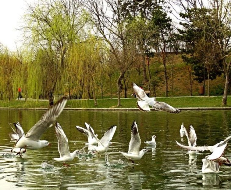  - D - Pescăruși