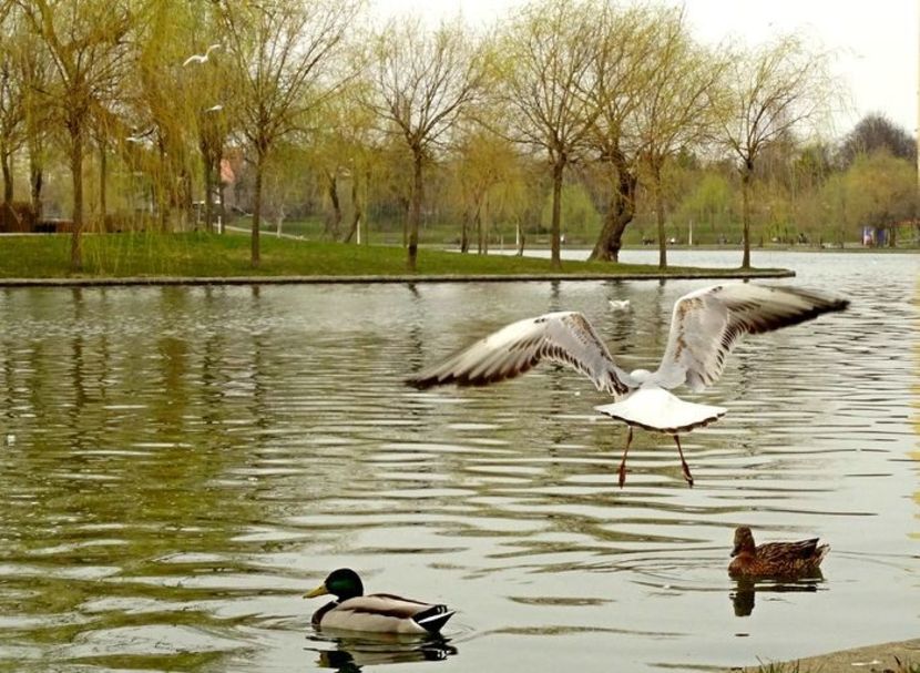  - D - Pescăruși