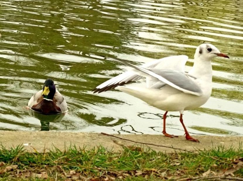  - D - Pescăruși
