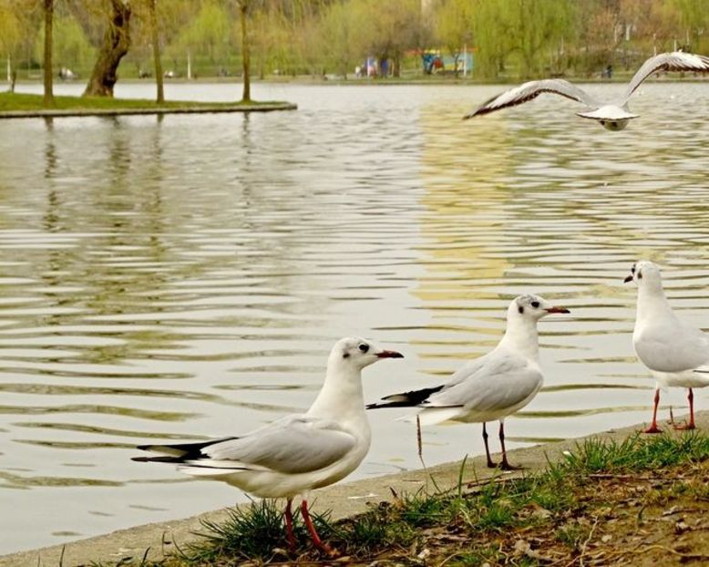  - D - Pescăruși
