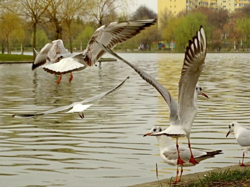  - D - Pescăruși