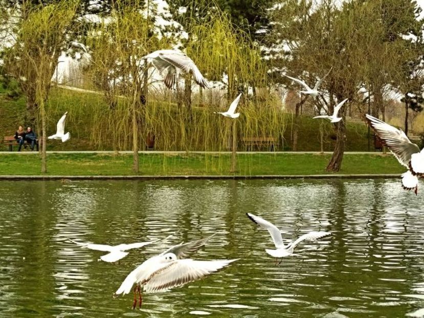  - D - Pescăruși