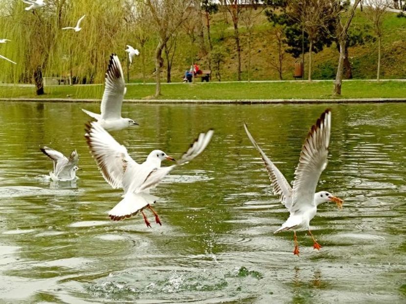  - D - Pescăruși