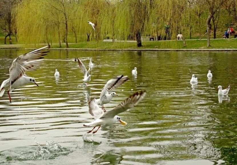  - D - Pescăruși