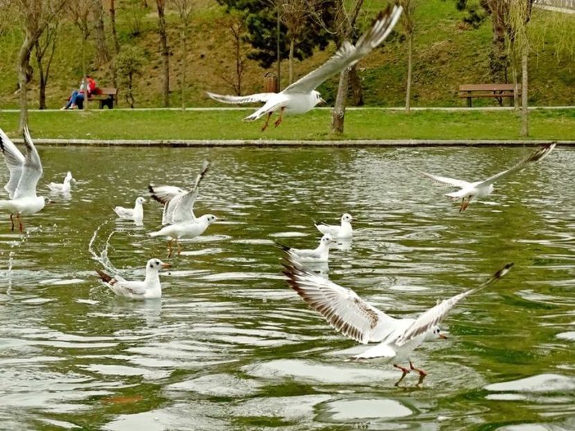  - D - Pescăruși