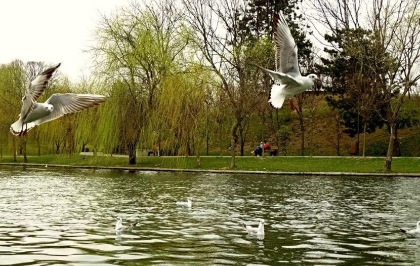  - D - Pescăruși
