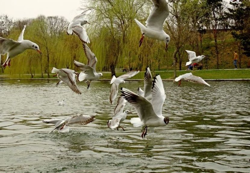  - D - Pescăruși