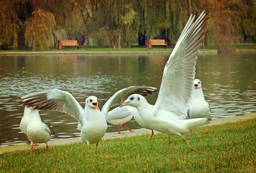  - D - Pescăruși