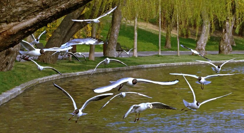  - D - Pescăruși