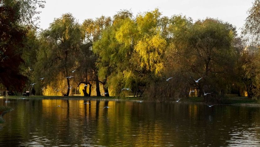  - D - Pescăruși