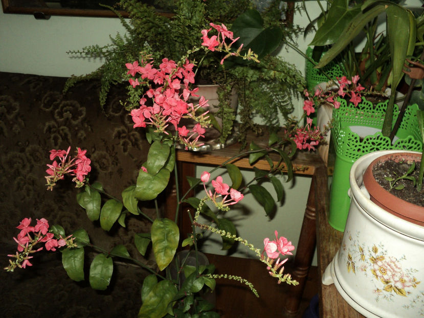 23 nov.2018 -Calde imbratisari de multumire ! - PLUMBAGO