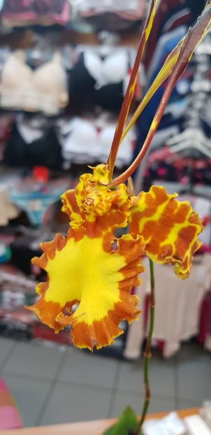 Psychopsis Mariposa - Orhideele mele 2018