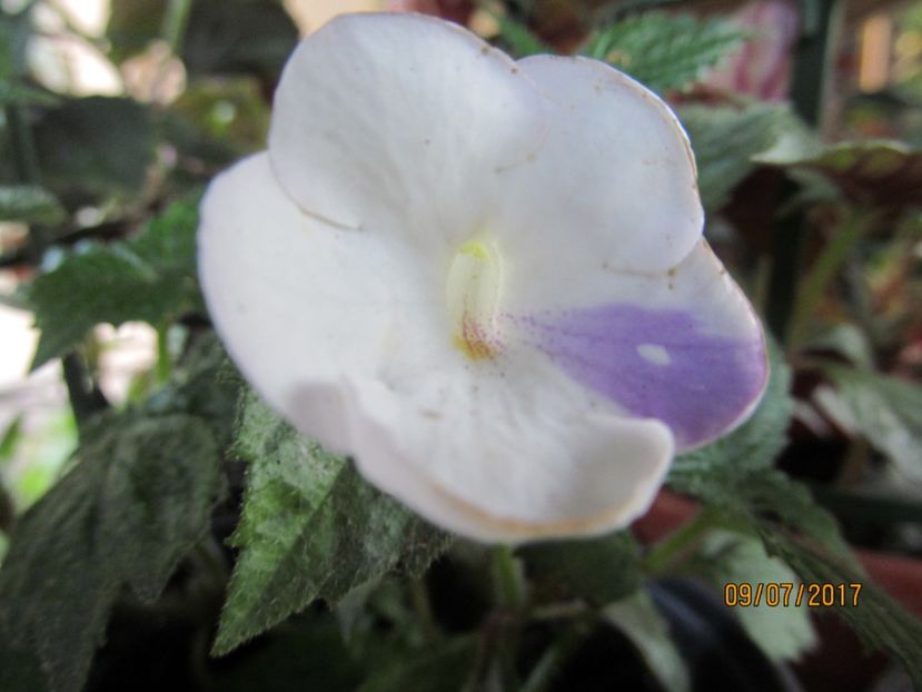  - ACHIMENES 2020 - VANZARI HIBRIZI