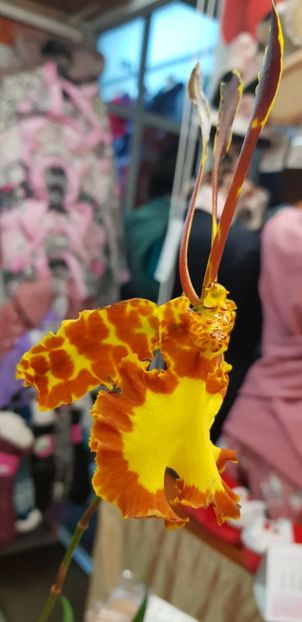 Psychopsis Mariposa - Orhideele mele 2018