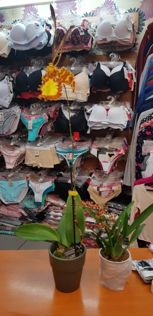 Psychopsis Mariposa - Orhideele mele 2018