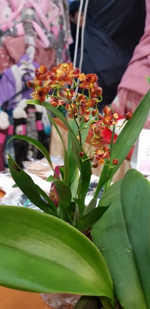 Oncidium cinnamon cu aroma de scorțișoară - Orhideele mele 2018
