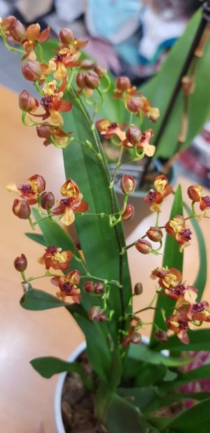 Oncidium cinnamon cu aroma de scorțișoară - Orhideele mele 2018