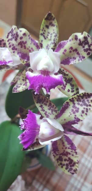 ORHIDEE CATTLEYA GREEN EMERALD 'QUEEN - CATTLEYA PISTRUIATA - Orhideele mele 2018