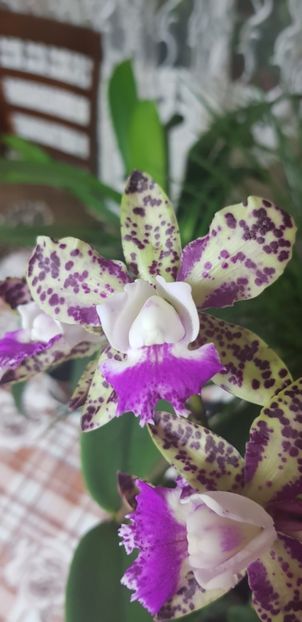 ORHIDEE CATTLEYA GREEN EMERALD 'QUEEN - CATTLEYA PISTRUIATA - Orhideele mele 2018