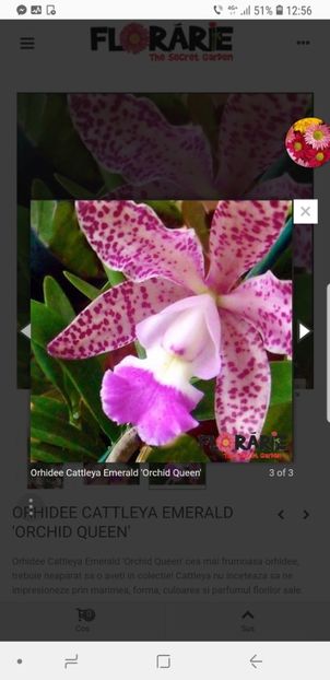 ORHIDEE CATTLEYA EMERALD pink ORCHID QUEEN - Orhideele mele 2018