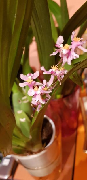 ORHIDEE ONCIDIUM ORNITHORHYNCHUM FARA FLORI (AROMA DE VANILIE) - Orhideele mele 2018