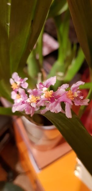 ORHIDEE ONCIDIUM ORNITHORHYNCHUM FARA FLORI (AROMA DE VANILIE) - Orhideele mele 2018
